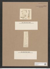 Navicula sp. (de-Toni-Nr.: Genus 1) Zeichnungen Sammlung Grunow Nr. 1600 (NHMW-BOT-W0368147)